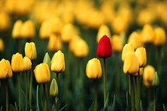 How Does Your Garden Grow?