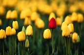 How Does Your Garden Grow?