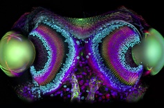 Surreal Science