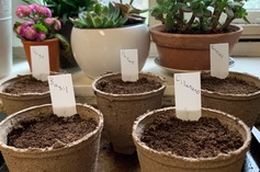 DIY Herb Garden for National Herb Day